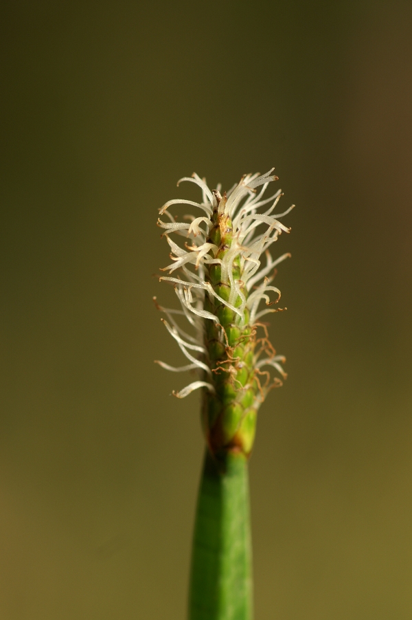 Eleocharis sphacelata